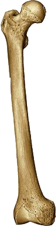 Femur