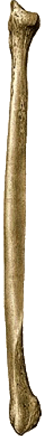 Fíbula