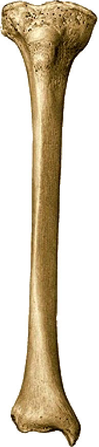 Tíbia