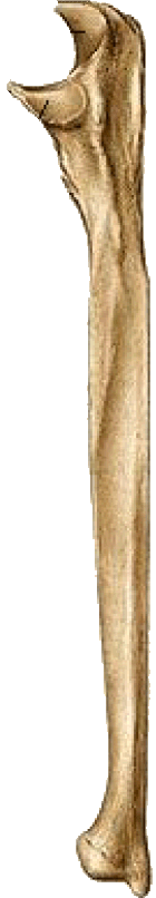 Ulna