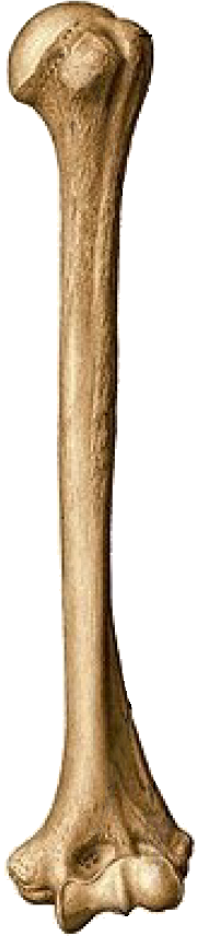 Úmero